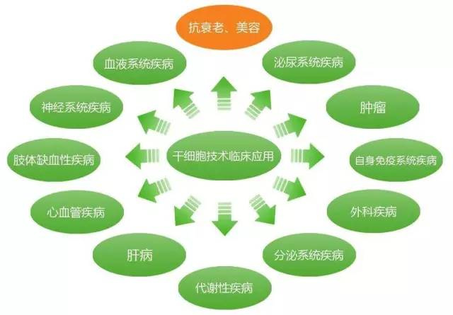 干細胞臨床應用時代到來 人體干細胞技術開發與應用